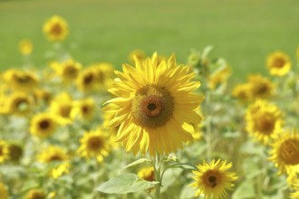 Sunflower (Helianthus annuus), flower in a sunflower field, Hesse, Germany, Europe