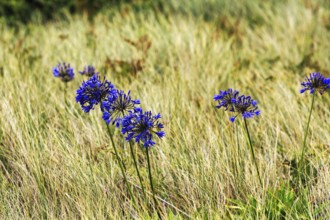 Dune Landscape, Blue lilies of the nile (Agapanthus), Love Flowers, Isle of Tresco, Isles of