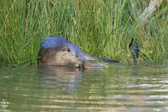 European Otter (Lutra lutra), in pond, captive