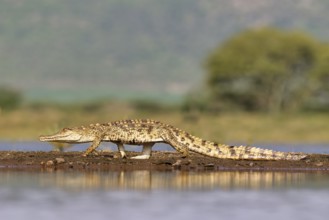 Nile crocodile (Crocodylus niloticus) walking on a sandbank, Kwazulu Natal Province, South Africa,