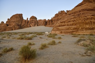 White dromedary in the Ashar Valley, near AlUla, Medina Province, Saudi Arabia, Arabian Peninsula,