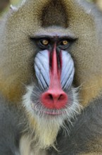 Mandrill (Mandrillus sphinx), male, animal portrait, captive, South-West Region, Cameroon, Africa