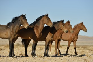 Desert Horses, Namib wild horses or Namib's (Equus ferus) near waterhole Garub, near Aus, Karas