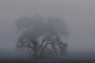 Fog over the meadows, Middle Elbe Biosphere Reserve, Saxony-Anhalt, Germany, Europe