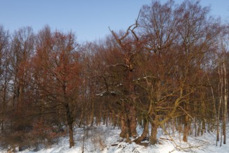 Deadwood oak, secondary habitat for beetles and woodpeckers, Middle Elbe Biosphere Reserve,