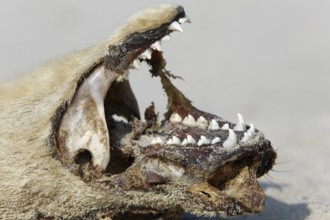 Seal (Phoca vitulina), found dead on the beach, detail of the head of a dead seal, Lower Saxony