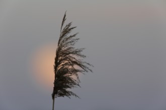 Full moon behind a reed tassel, Middle Elbe Biosphere Reserve, Saxony-Anhalt, Germany, Europe