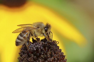 European honey bee (Apis mellifera), collecting nectar from a flower of yellow coneflower