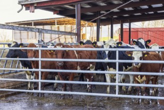 Cattle in an enclosure on a farm, Sweden, Europe