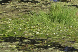 Common frogbit (Hydrocharis morsus-ranae), in flower on a still water body, Naturpark