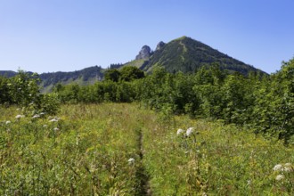 Mountain landscape, hiking trail from the Feichtensteinalm to the Regenspitz, Osterhorngruppe,