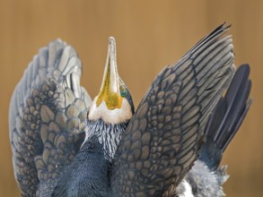 Great cormorant (Phalacrocorax carbo) mating in the first morning light, Dessau-Wörlitz Garden