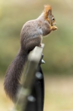 Eurasian red squirrel (Sciurus vulgaris) on a park bench, wildlife, Germany, Europe