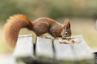 Eurasian red squirrel (Sciurus vulgaris) on a park bench, wildlife, Germany, Europe