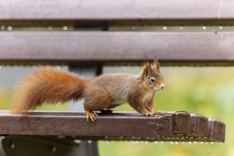 Eurasian red squirrel (Sciurus vulgaris) on a park bench, wildlife, Germany, Europe