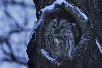 A tawny owl (Strix aluco) sits at dusk with its eyes wide open in front of its wintry cave