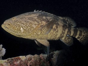 Atlantic goliath grouper (Epinephelus itajara) at night, dive site John Pennekamp Coral Reef State