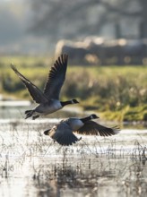 Canada Goose (Branta canadensis) birds in flight over Marshes at winter time