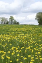 Meadow with many common dandelion (Taraxacum officinale), in spring, Wilnsdorf, North