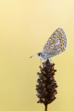 Common blue butterfly (Polyommatus icarus) with dewdrops, North Rhine-Westphalia, Germany, Europe