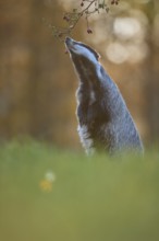 Badger (Meles meles), eat standing rose hips