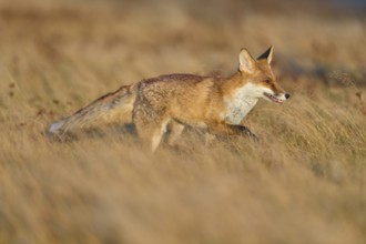 Red Fox (Vulpes vulpes), running in meadow at autumn