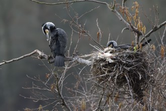 Great cormorant (Phalacrocorax carbo), pair at nest, Essen, Ruhr area, North Rhine-Westphalia,