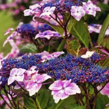 Hydrangea flowers, pink, blue, close-up, Normandy, France, Europe