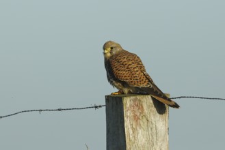 Common kestrel (Falco tinnunculus), sitting on a post of a pasture fence, North Rhine-Westphalia,