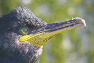 Portrait of a crow cormorant, bright green eye, Hornøya, Vardö. Finnmark, Norway, Europe