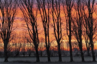 Winter row of trees in the morning glow, Lower Rhine, North Rhine-Westphalia, Germany, Europe