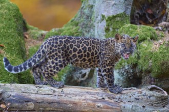 Indian leopard (Panthera pardus fusca), young animal on tree trunk