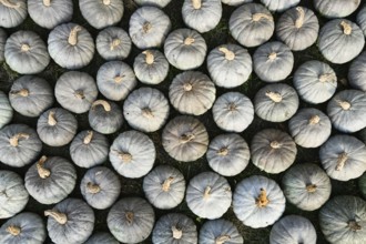 Top view of many blue Kuri squashes with pale bluish skin