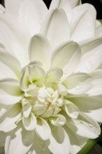 Dahlias (Dahlia) in August in the garden, Saxony, Germany, Europe