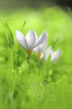 Autumn crocus (Colchium speciosum), September, Saxony, Germany, Europe