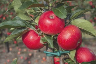 Apple plantation of Discovery apples in Österlen fruit district, Kivik, Scania, Sweden,