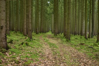 Spruce tree forest with path, Odenwald, Hesse, Germany, Europe