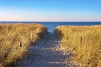 Beach access at the Baltic Sea in the evening light, path through dunes to the beach, beach grass