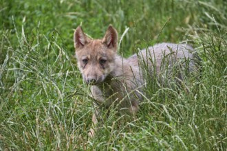 Timber Wolf (Canis lupus), cub, captive, Germany, Europe