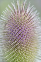 Wild teasel (Dipsacus fullonum), inflorescence in front of flowering, close-up, North