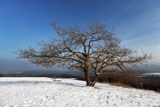 Bare solitary oaks on snow-covered peak, sunny winter weather, Köterberg, Lügde, Weserbergland,