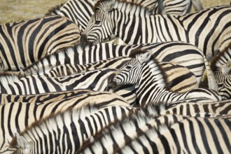 Burchells zebra (Equus quagga burchellii) herd standing close to each other on waterhole. Etosha