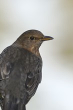 Blackbird (Turdus merula), female, animal portrait, Wilden, North Rhine-Westphalia, Germany, Europe