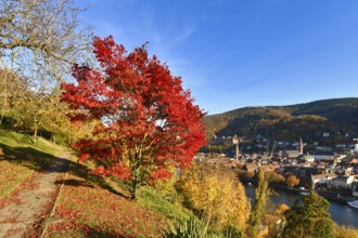 Red maple tree at famous path with public gardens called 'Philosophenweg' in Heidelberg city in