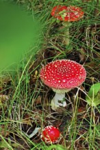 Fairytale toadstool (Amanita muscaria) in autumn in the forest, Saxony, Germany, Europe