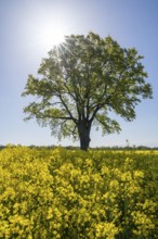 English oak (Quercus robur), solitary standing next to a flowering rape (Brassica napus), backlit