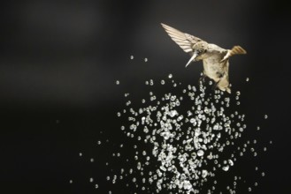 Hummingbird in flight