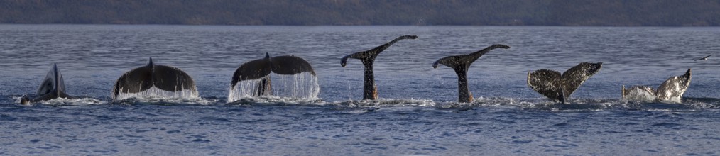 Humpback whale (Megaptera novaeangliae), Strait of Magellan, Patagonia, Chile, South America