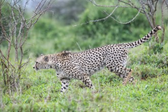 Young Southeast African cheetah (Acinonyx jubatus jubatus) stalking in the savannah, Kwazulu Natal