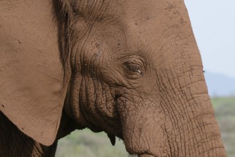 Portrait of an African bush elephant (Loxodonta africana) covered with red soil, Kwazulu Natal